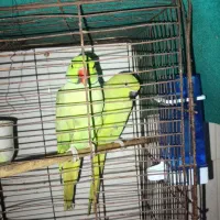 طوطی|پرنده|اهواز, کوی علوی|دیوار