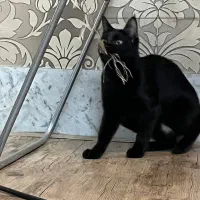 واگذاری رایگان گربه عقیم شده