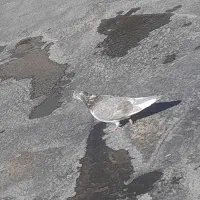 کفتر|پرنده|سیلاخور, |دیوار