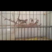 فروش عروس هلندی و فنج|پرنده|شهرضا, |دیوار