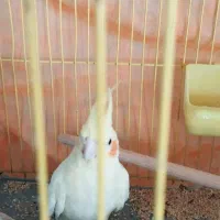 عروس هلندی|پرنده|قم, شاه ابراهیم|دیوار