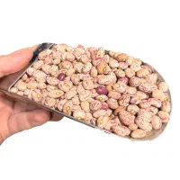 لوبیا چیتی