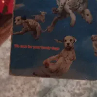 حیوان خانگی|سگ|تهران, پاسداران|دیوار