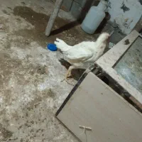 مرغ و خروس لاری|حیوانات مزرعه|سنندج, |دیوار