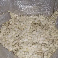 تخمه کدو متوسط