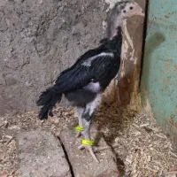 جوجه خروس اوشامو نسل ونژاد معتبرووارداتی|حیوانات مزرعه|مشگین شهر, |دیوار