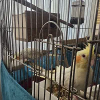 عروس هلندی نروماده باقفس