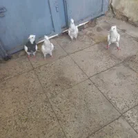 کبوتر طوقی شازده یا سرور|پرنده|شیراز, شهرک رضوان|دیوار