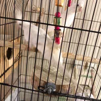 جفت عروس آلبینو|پرنده|رشت, رودباری|دیوار