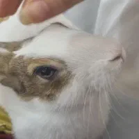 خرگوش نر بازیگوش و تربیت شده با قفس و وسایل