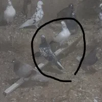 کفتر یا کبوتر