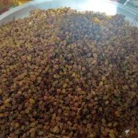 فروش کشمش