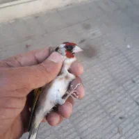 سره قناری .قفس پرون|پرنده|ری, ولی آباد|دیوار