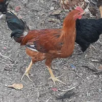 جوجه خروس محلی