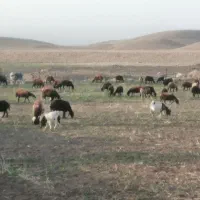 ۶۰راس کاور و میش شیره دار و بی شیره آبستن