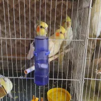 عروس هلندی|پرنده|مشهد, امیرآباد|دیوار