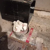 کبوتر|پرنده|ایلام, |دیوار