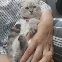 واگذاری گربه اسکاتیش بریتیش