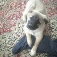 توله سه ماهه|حیوانات|شیروان (خراسان), |دیوار