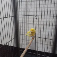 قناری ماده|پرنده|اردبیل, |دیوار