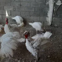 فروش بوقلمون|حیوانات مزرعه|صحنه, |دیوار