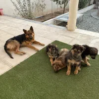 واگذاری توله سگ نگهبان