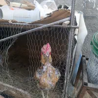 مرغ خروس اصلی نژاد دار