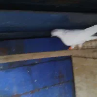کبوتر کله دم سبزنر