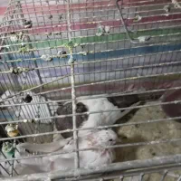 کفتر تهرانی|پرنده|بروجرد, |دیوار