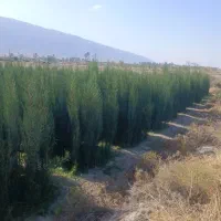 نهال سرو و خرمالو|خدمات باغبانی و درختکاری|شیراز, کوی زهرا|دیوار