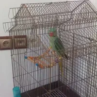 پرنده شاه طوطی