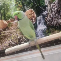 طوطی ملنگو نر اهلی