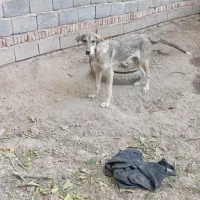 ۲ سگ ماده عراقی وسرابی