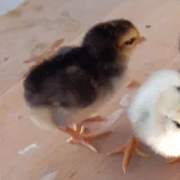 جوجه مرغ و خروس گلین لری اصیل چندروزه کیفیت بالا|حیوانات مزرعه|قم, نیروگاه|دیوار