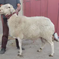 فروش قوچ اصف پلاک ویرا بهپرور
