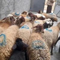 گوسفند شیشک جوان بابره|حیوانات مزرعه|سنندج, |دیوار