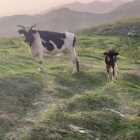 گاو گوساله|حیوانات مزرعه|مسجد سلیمان, |دیوار