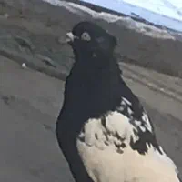 کبوتر سینه ای نر درجه یک معاوضه با زاغ