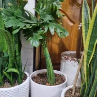 گل برگ انجیری