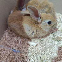 خرگوش صحیح و سالم