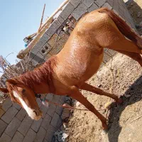 اسب مادیون|اسب و تجهیزات اسب‌سواری|سرچهان, |دیوار