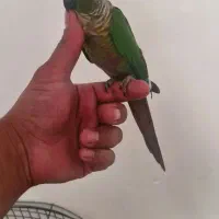 گرینچیک دستی