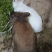 نرماده خرگوش