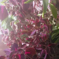 گل حسن یوسف|گل و گیاه طبیعی|مشهد, کوشش|دیوار