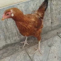 مرغ لاری