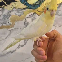 ۴عدد عروس هلندی بهمراه قفس