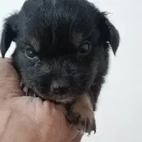 واگذاری سگ اشپیتس