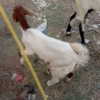گوسفندگوسفند