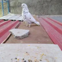 کفتر غریب|پرنده|هشتگرد, هشتگرد قدیم|دیوار