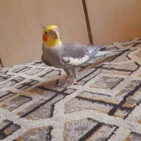 عروس هلندی|پرنده|مشهد, انقلاب|دیوار